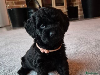 Cockapoo dogs - Advert 5