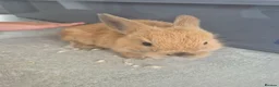 Mixed Breed rabbits for sale: Baby rabbits for sale  - Advert 4