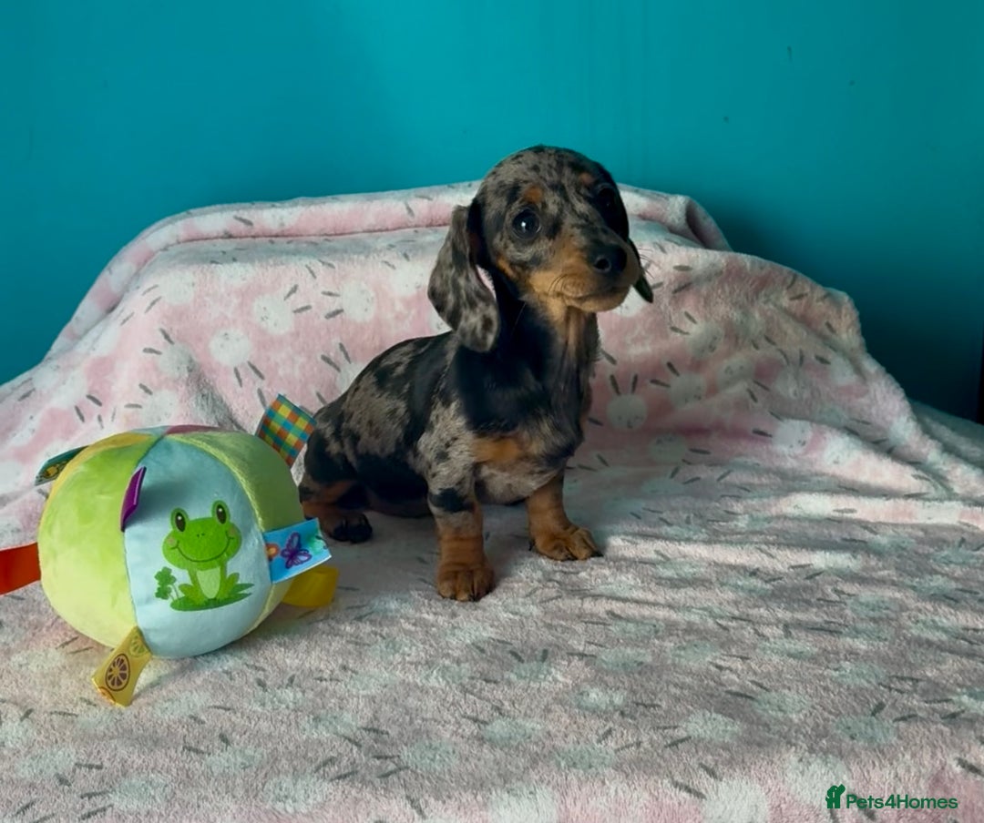 Dachshund dogs for sale: Miniature smooth kc registered daschund  - Image 2