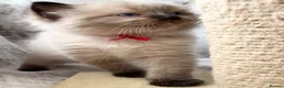 Ragdoll cats for sale: ❤️ Exceptional Lilac & Seal Point Ragdoll Kittens - Advert 28
