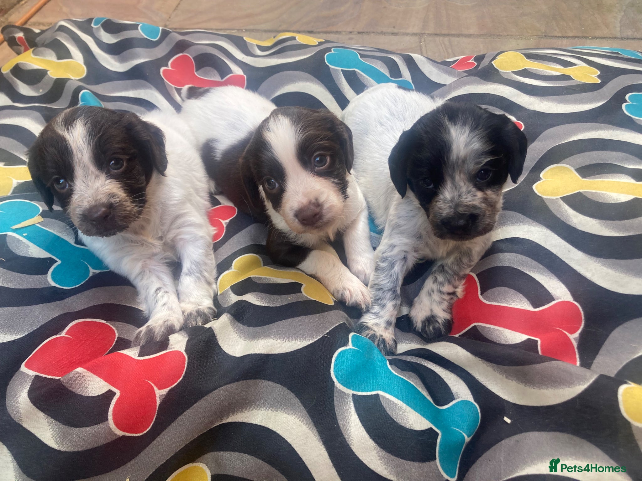 Cocker Spaniel dogs Working cocker spaniel puppy’s  - Advert 1