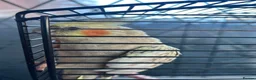 Cockatiels birds for sale: Bonded pair silly tame pearl and whiteface  - Advert 5