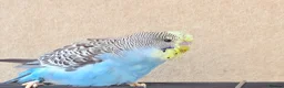 Budgerigars birds for sale: Beautiful young budgies available  - Advert 9