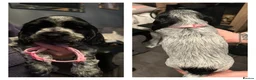 Cocker Spaniel dogs for sale: Blue roan cocker spaniels  - Advert 1