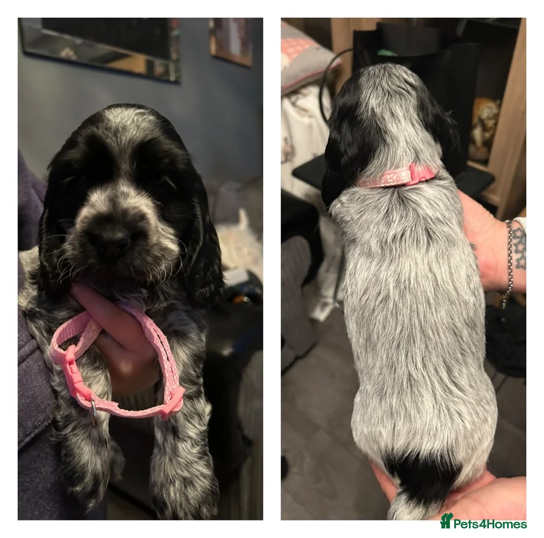 Cocker Spaniel dogs for sale: Blue roan cocker spaniels  - Advert 1