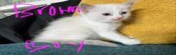 Ragdoll cats for sale: GCCF mom’s pure ragdoll kittens sale in London  - Advert 33