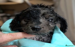 Australian Labradoodle dogs for sale: Ready Now !  Miniature Australian Labradoodles - Image 14