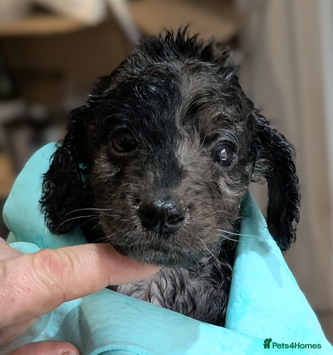 Australian Labradoodle dogs for sale: Ready Now !  Miniature Australian Labradoodles - Image 14