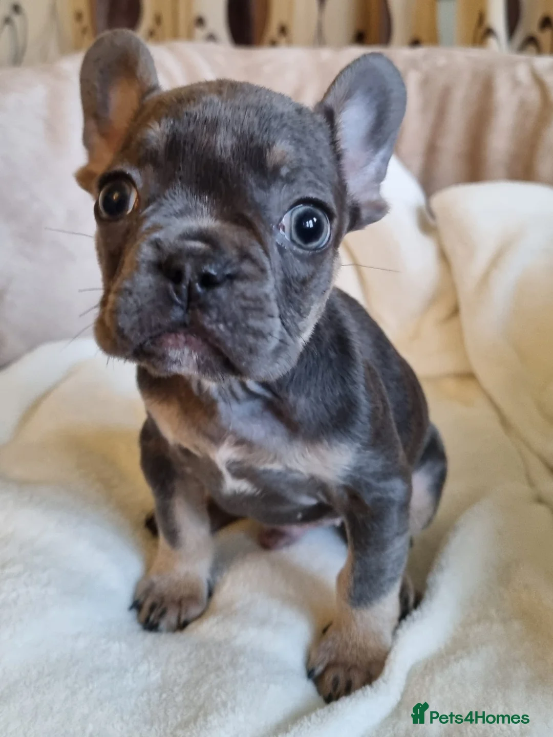 French Bulldog dogs for sale: French Bulldog Puppies - Advert 13