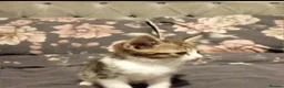 Mixed Breed cats for sale: Beautiful kittens  - Advert 5