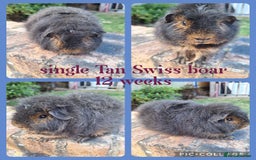 Guinea Pig rodents for sale: Male guinea pigs for sale. Singles and pairs - Image 2