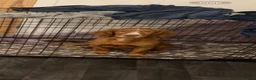 Cocker Spaniel dogs for sale: Male cocker spaniel for sale  in Leven - Advert 5