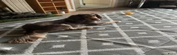 Cocker Spaniel dogs for sale: His name is woody in Brough - Advert 4