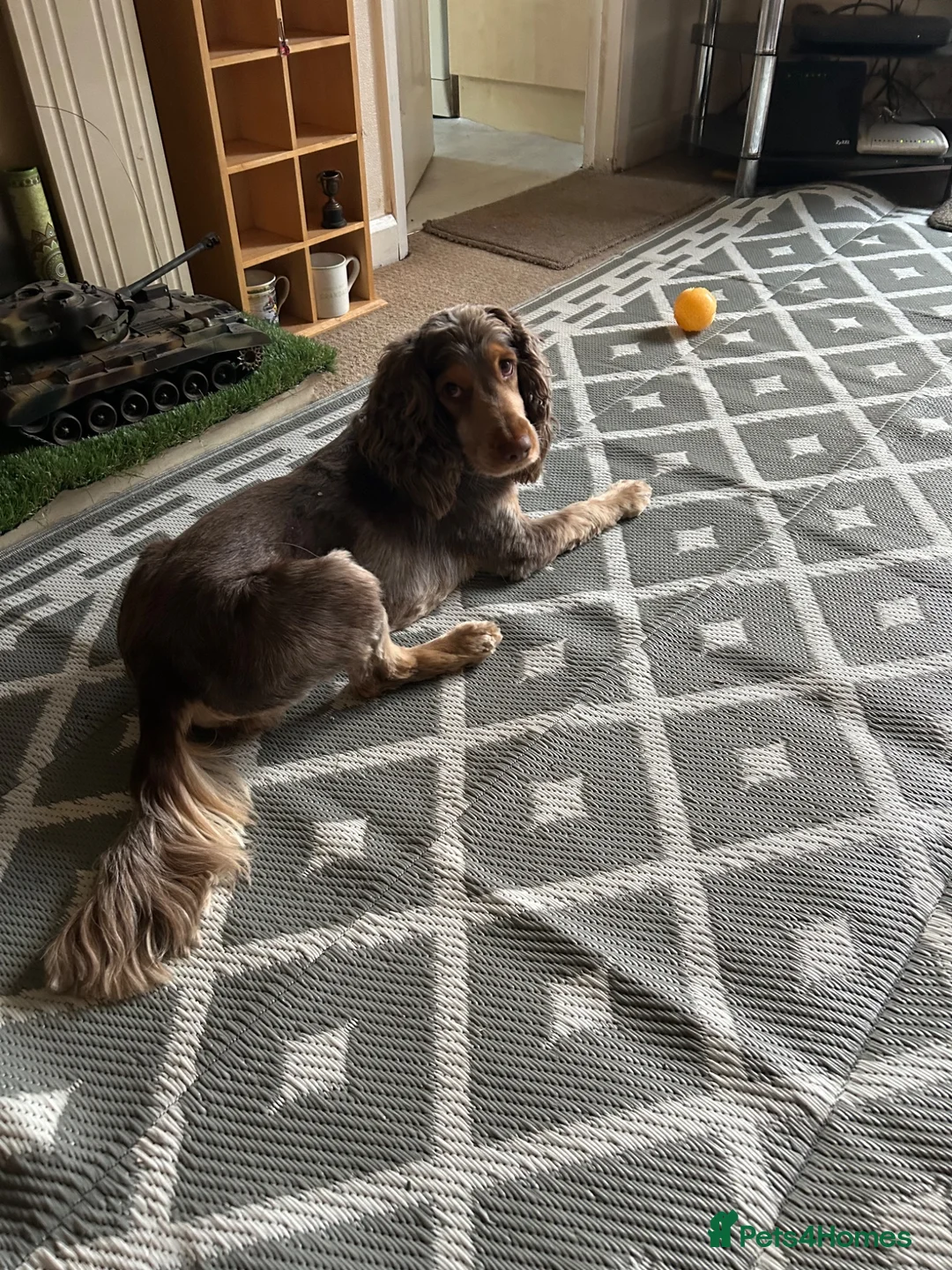 Cocker Spaniel dogs for sale: His name is woody in Brough - Advert 4