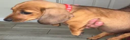 Miniature Dachshund dogs for sale: Miniature Dachshunds - Advert 7