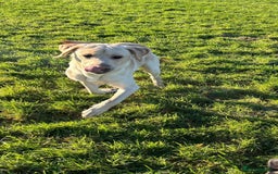Labrador Retriever dogs for sale: Labrador for sale - Image 6