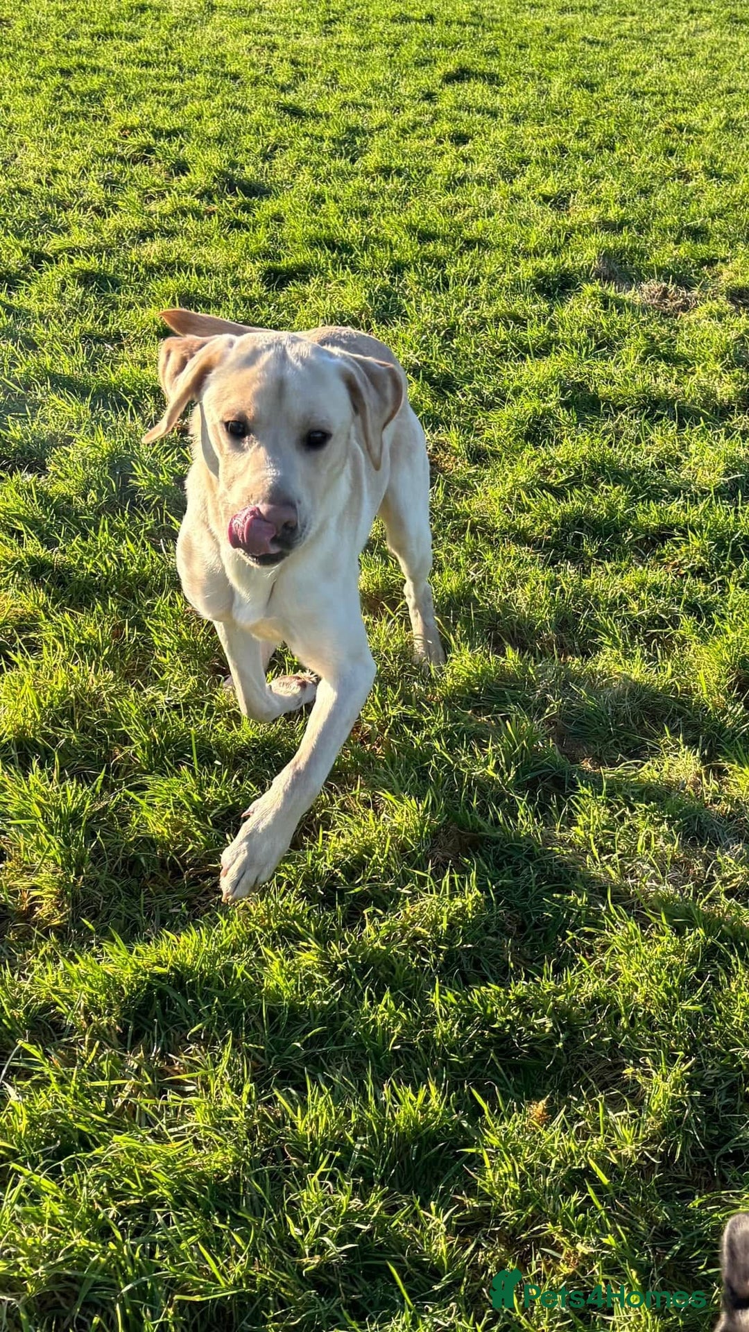 Labrador Retriever dogs for sale: Labrador for sale - Image 6