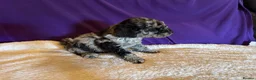 Toy Poodle dogs for sale: GORGEOUS Toy Poodles, DNA health tested parents  - Advert 8
