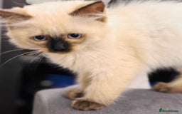 Ragdoll cats for sale: Urgent - 1 Purebred Ragdoll Kitten left in London - Image 14