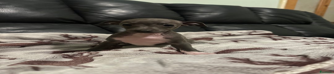 Italian Greyhound Puppy 6