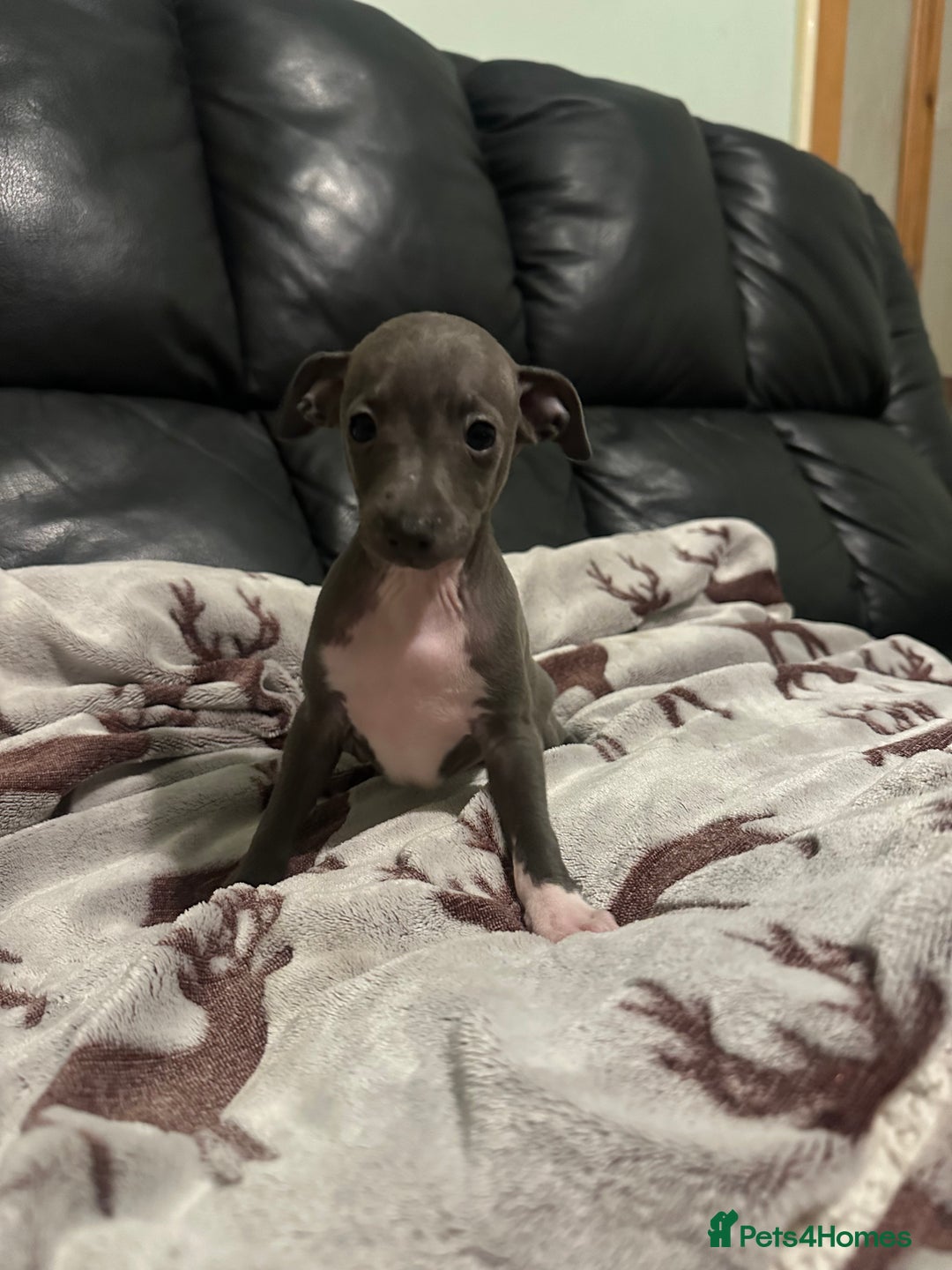 Italian Greyhound dogs for sale: Italian greyhound puppies  - Image 7