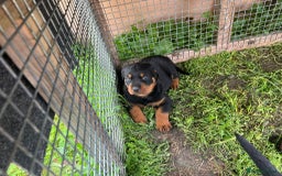 Rottweiler dogs for sale: Top quality German bred rottweilers - Image 5