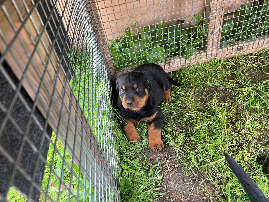 Rottweiler dogs for sale: Top quality German bred rottweilers - Image 5