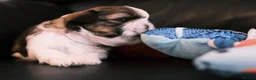 Shih Tzu dogs for sale: 3 Beautiful shih tzu puppies  in Newport - Advert 11