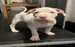 Mixed Breed dogs for sale: 2 white boys available  Ready to leave now - Image 3