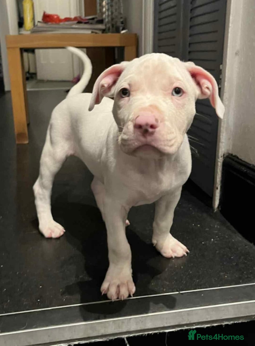 Mixed Breed dogs for sale: 2 white boys available  Ready to leave now - Image 3