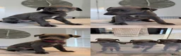 Whippet dogs for sale: KC Whippet Puppies  in Chesterfield - Advert 5