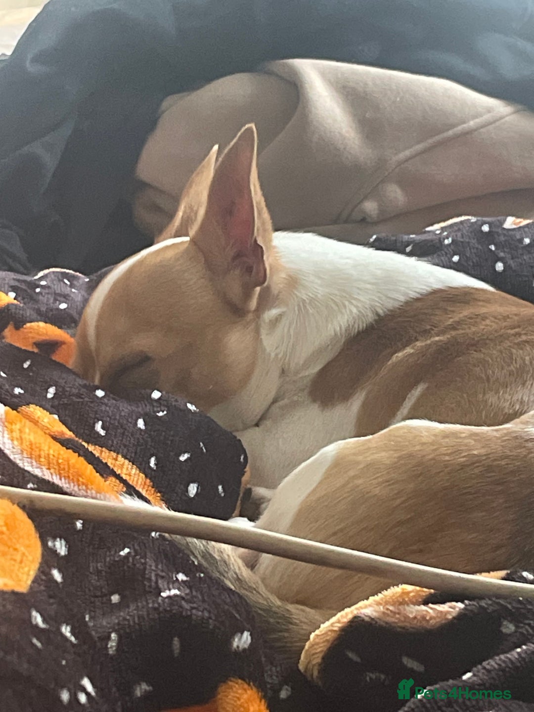 Mixed Breed dogs for sale: Lovely lil family dog  - Advert 3