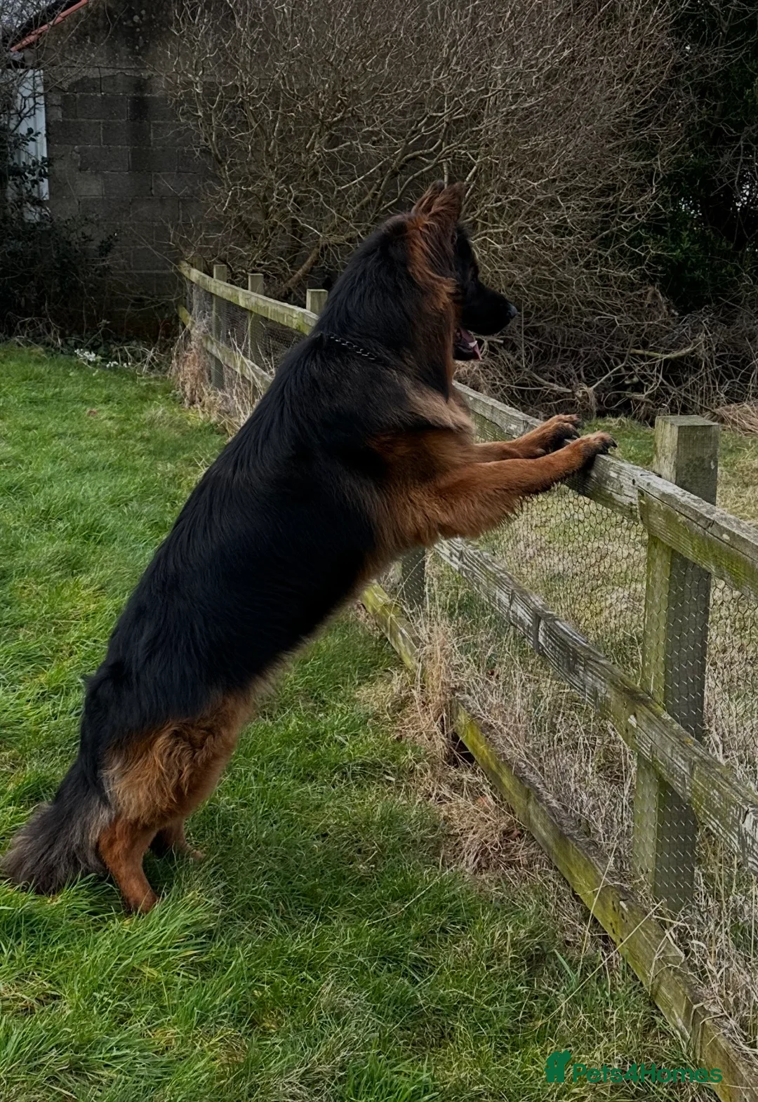 German Shepherd dogs for sale: Outstanding 3 year old KC reg male  - Advert 3