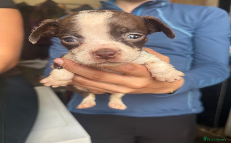 Mixed Breed dogs - Advert 12