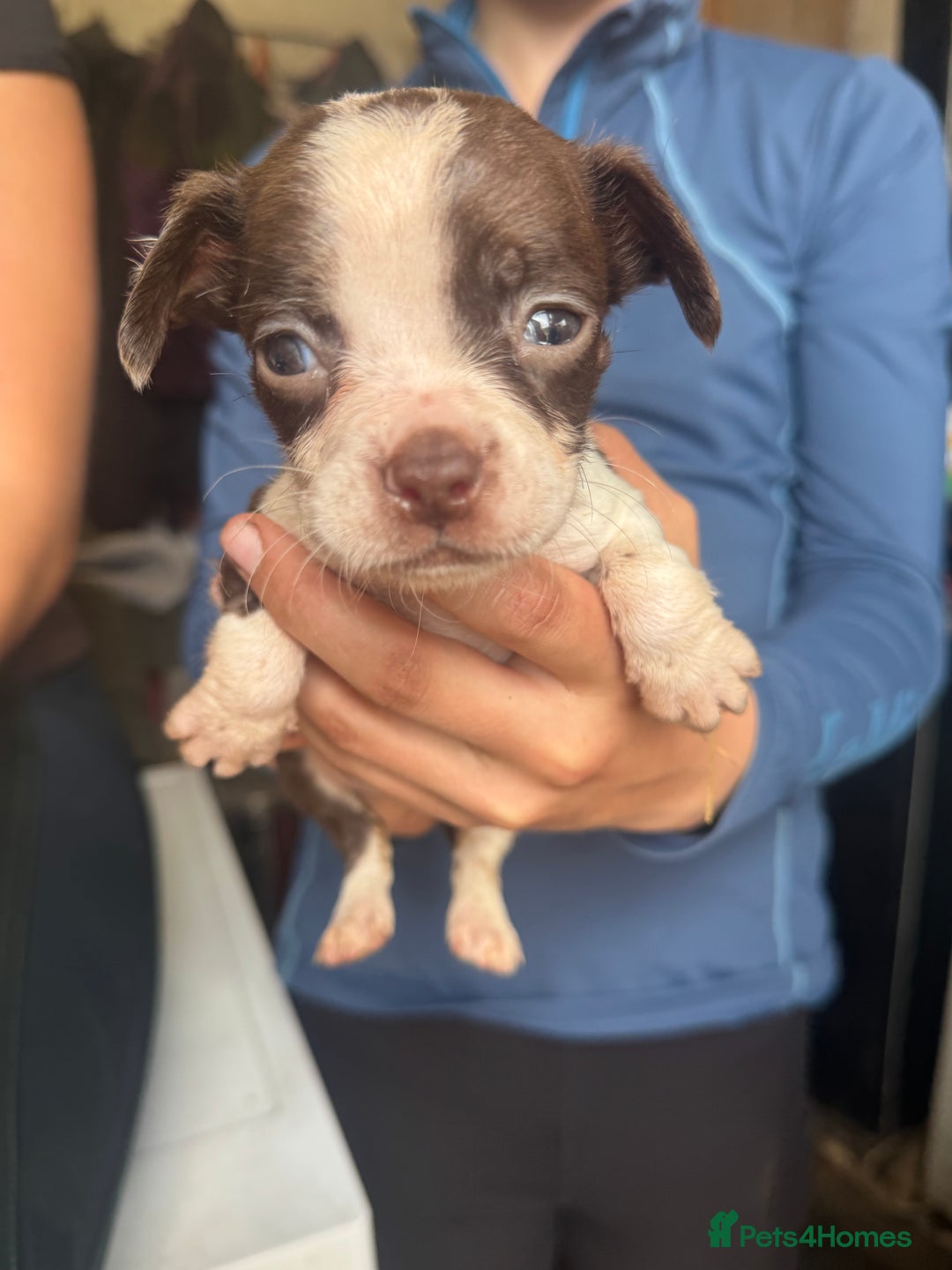 Mixed Breed dogs for sale: Boston spaniel ready now - Image 1