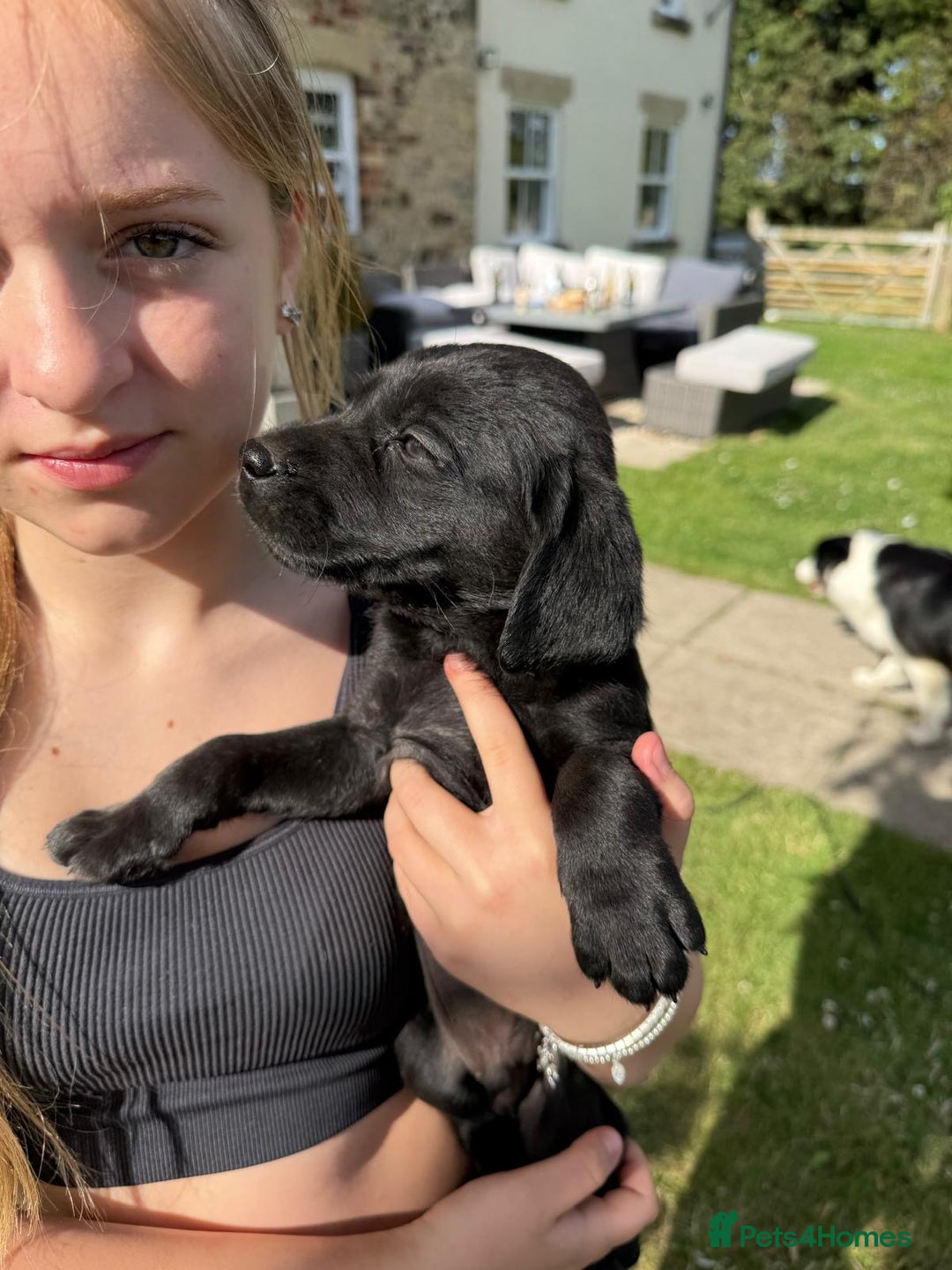 Labrador Retriever dogs for sale: KC Registered Black Labrador Pups 🐾 - Image 31