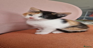 Mixed Breed cats - Advert 8