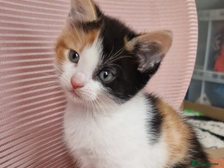 Mixed Breed cats - Advert 22