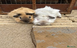 Guinea Pig rodents for sale: Funky guinea pigs - Image 3