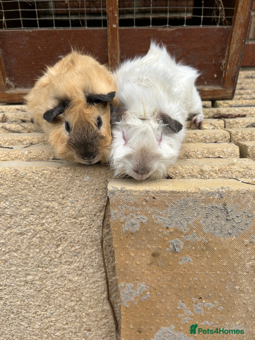 Guinea Pig rodents for sale: Funky guinea pigs - Image 3