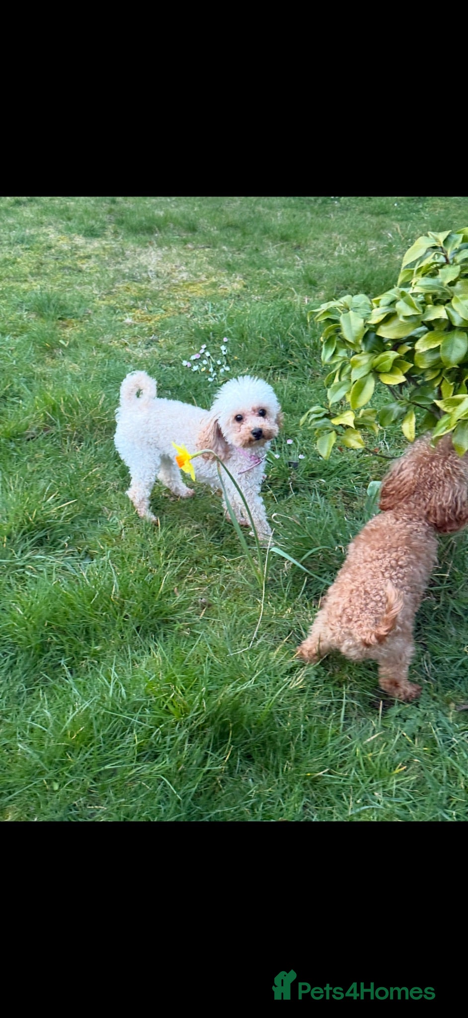 Maltipoo dogs Korean Maltipoo puppies  - Advert 2