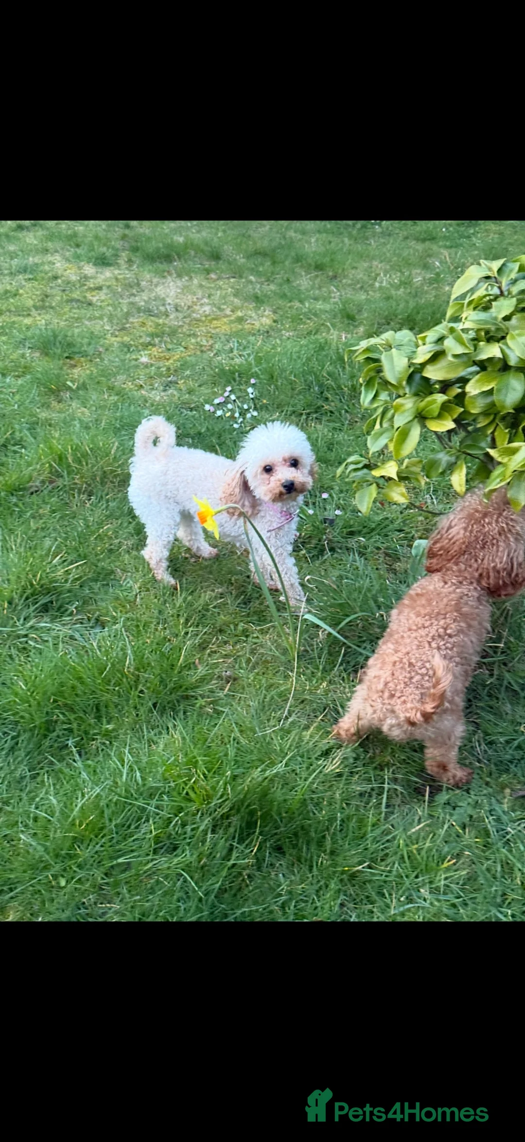 Maltipoo dogs for sale: Korean Maltipoo puppies  in Tamworth - Advert 1