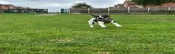 Mixed Breed dogs for sale: Rehoming due to change in family dynamics (Dave)  in Scunthorpe - Advert 4
