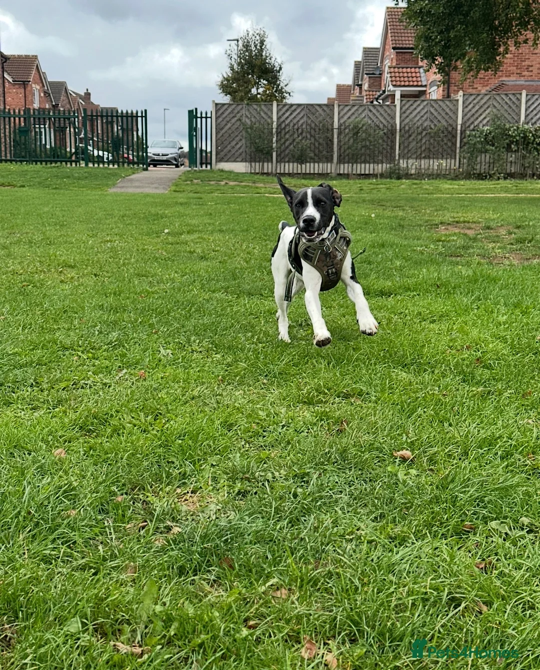 Mixed Breed dogs for sale: Rehoming due to change in family dynamics (Dave)  in Scunthorpe - Advert 4