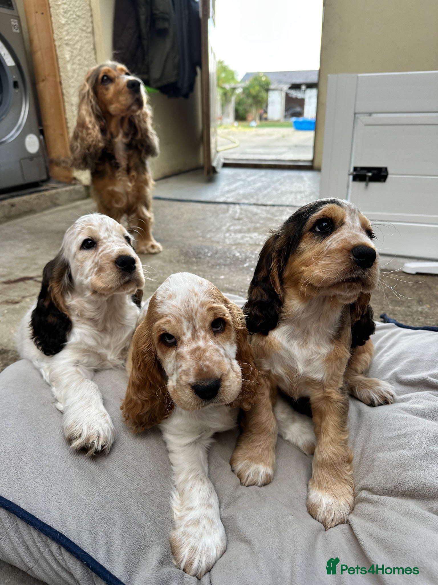 Cocker Spaniel dogs Beautiful show cocker spaniel puppies - Advert 1