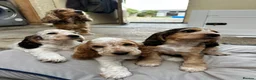 Cocker Spaniel dogs for sale: Beautiful show cocker spaniel puppies - Advert 1