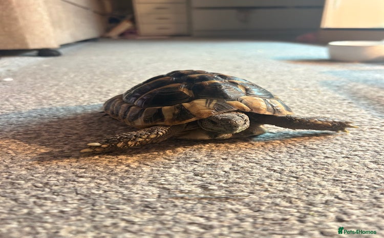 Hermann Tortoise reptiles - Advert 3