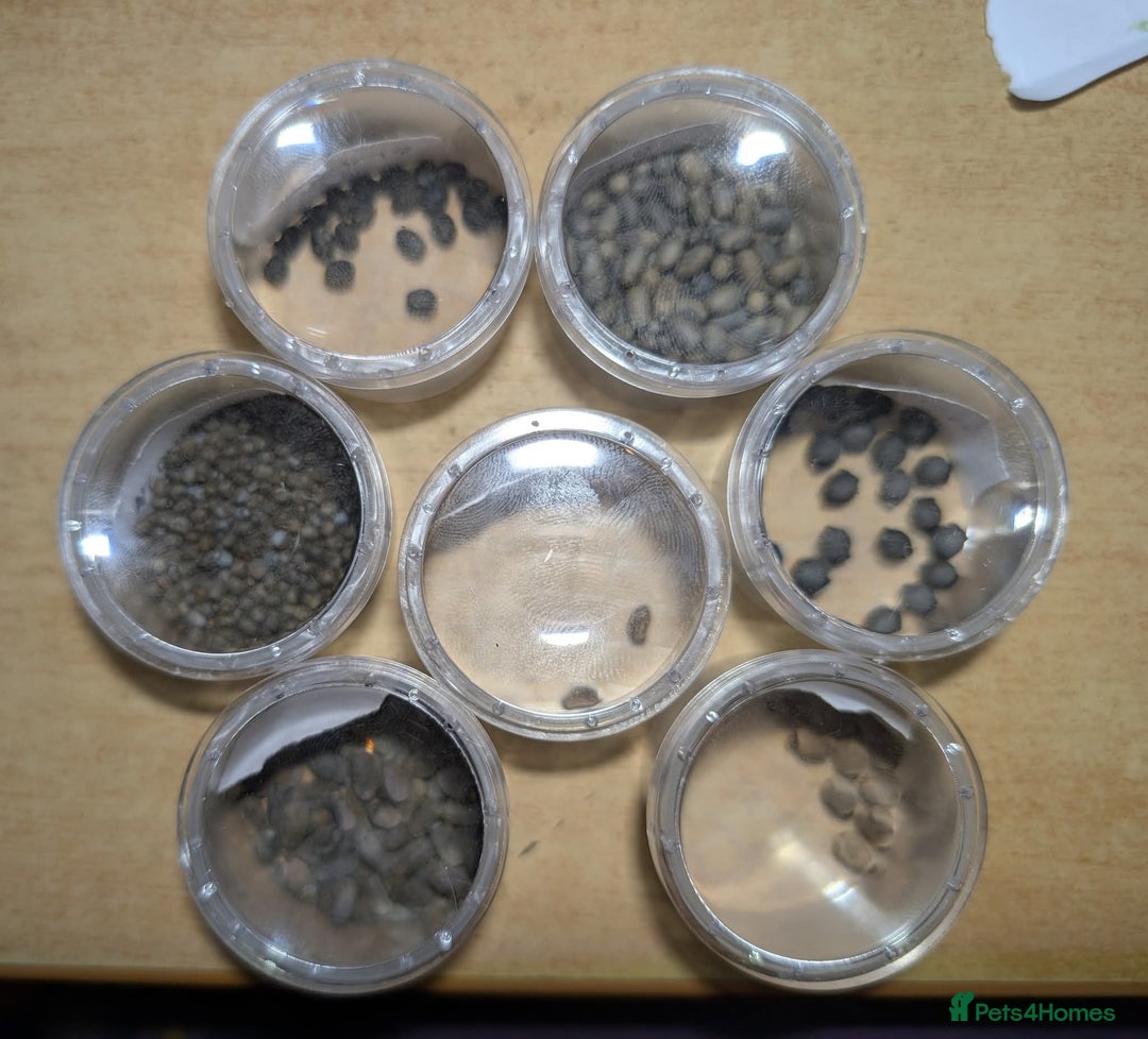 Stick Insects invertebrates for sale: Stick and leaf insect eggs - Image 8