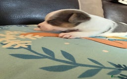 Jack Russell dogs for sale: Rare colouring Jack Russell’s 4 Male - Advert 8