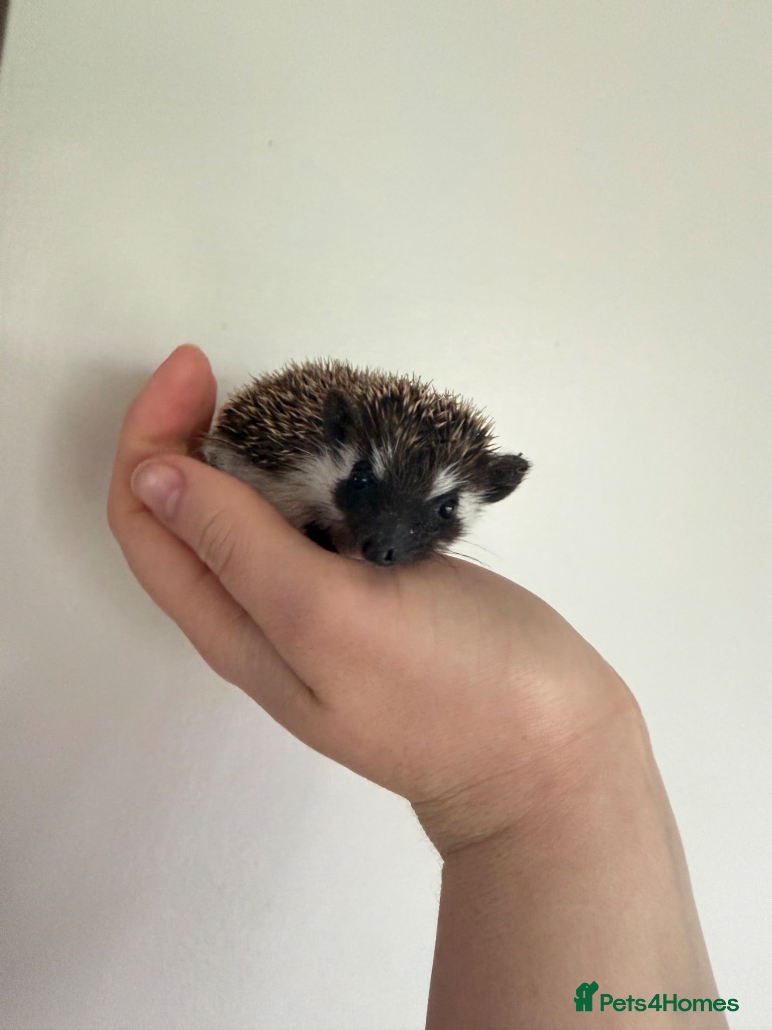 Pygmy Hedgehog rodents African Pygmy hedgehogs available to reserve  - Advert 5